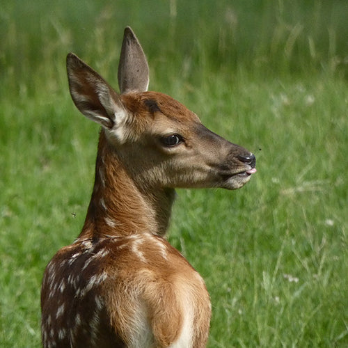 Ontmoet de dieren van de koekoeksklokken uit het Zwarte Woud!